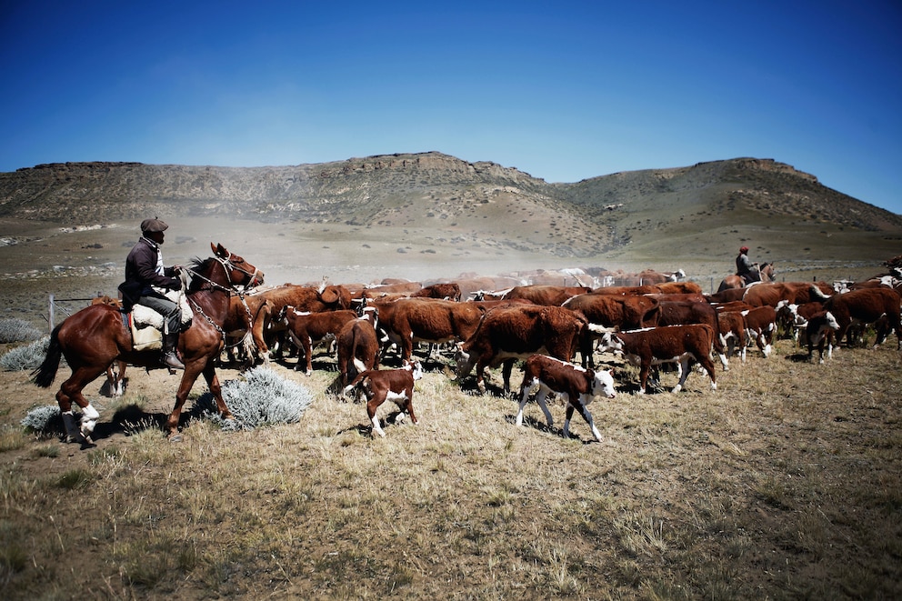  Die frei lebenden Rinderherden Argentiniens könnten bald der Vergangenheit angehören, wenn die Produktion der Sojabohne und von Getreide weiterhin Weideflächen auffrisst