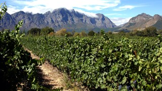 Weingebiete in Südafrika