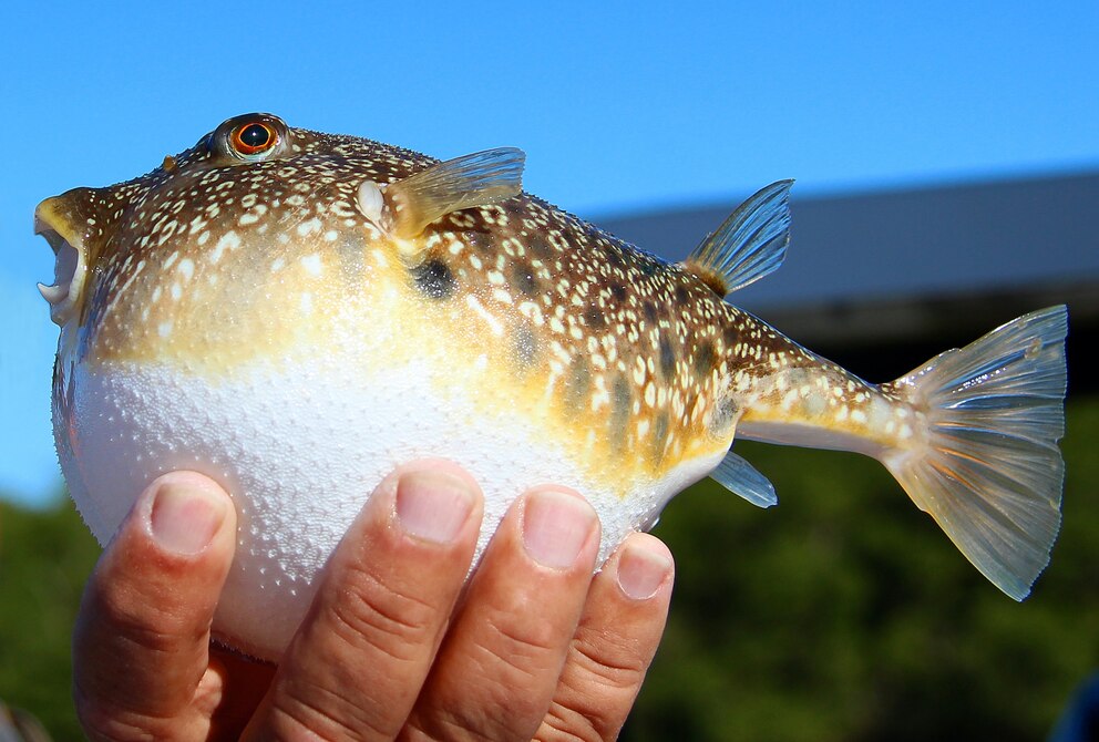 Gefährliche Speisen, Fugu