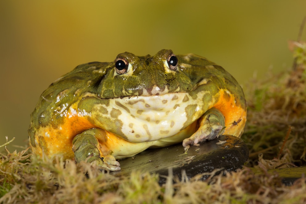 Afrikanischer Ochsenfrosch