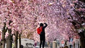 Kirschblüte Bonn Heerstraße