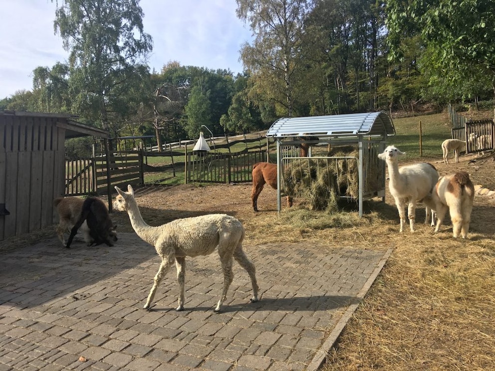 Kameliden-Eventhof Kisselmühle 