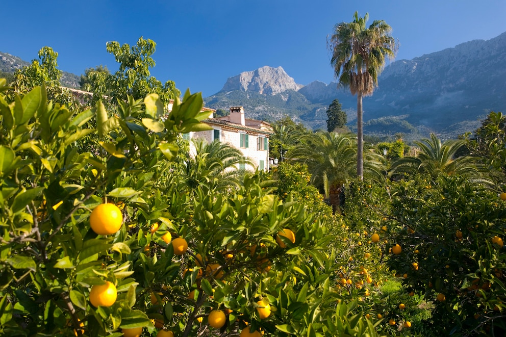 Mallorca unbekannte Fakten