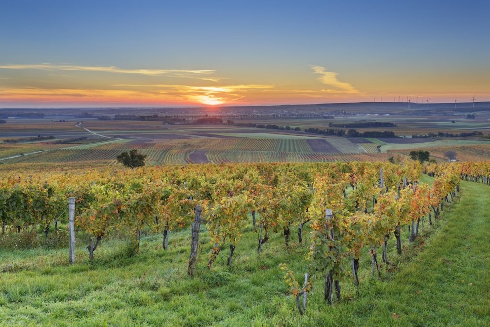 The landscape is shaped by viticulture