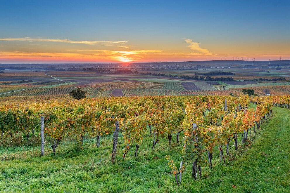 Die Landschaft ist geprägt durch den Weinbau