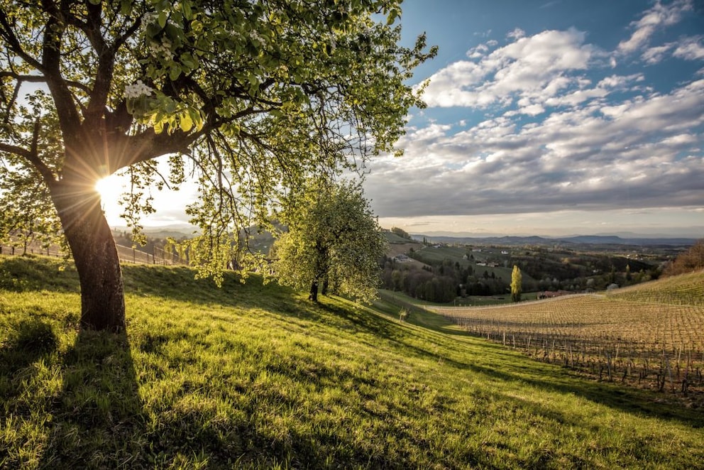 In Styria, there are many meadows, pastures, and nature