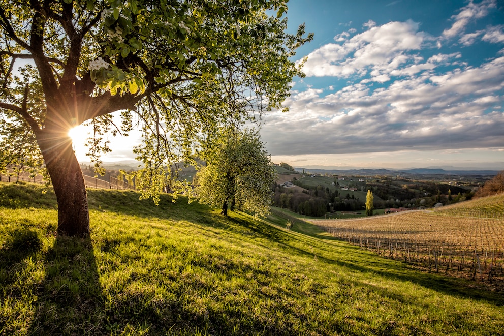 In der Steiermark gibt es viele Wiesen, Almen und Natur