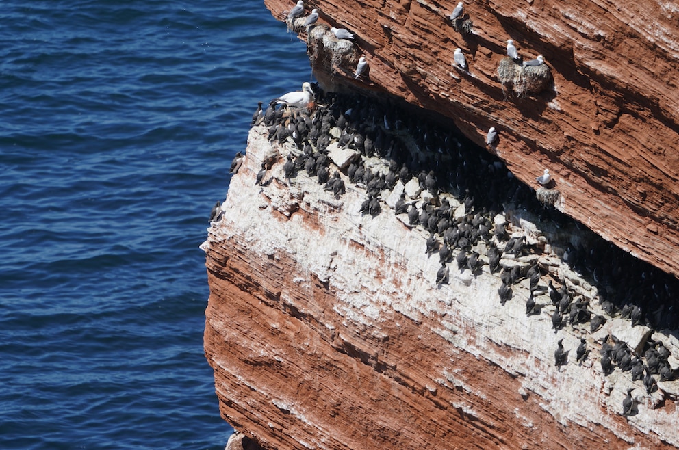 Lummenfelsen Helgoland