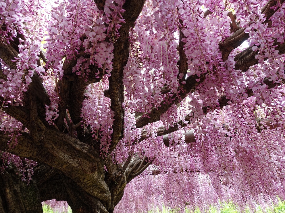 Der Kawachi Fuji Garden in Japan