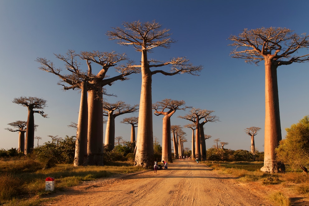 Die Allee der Baobab-Bäume in Madagaskar