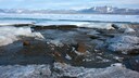 Die neue nördlichste Insel vor der Nordküste Grönlands
