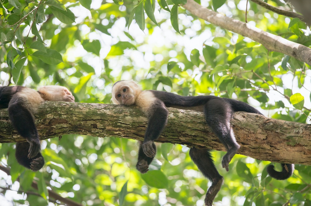 Totenkopfäffchen Costa Rica