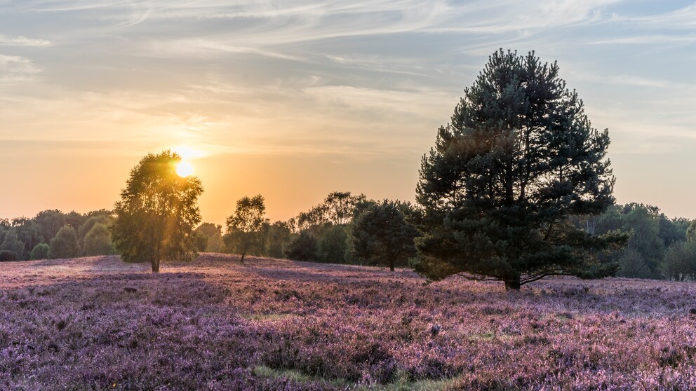 Lüneburger Heide: Heideblüte in Niedersachsen
