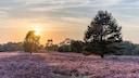 L&uuml;neburger Heide: Heidebl&uuml;te in Niedersachsen