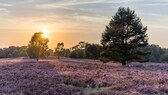 Lüneburger Heide: Heideblüte in Niedersachsen