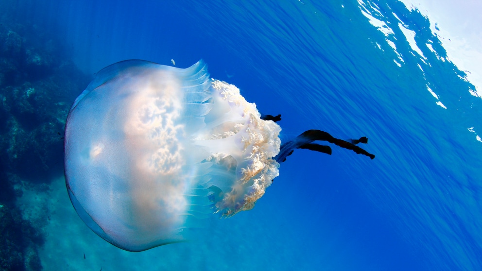 Riesenqualle Mallorca Mittelmeer
