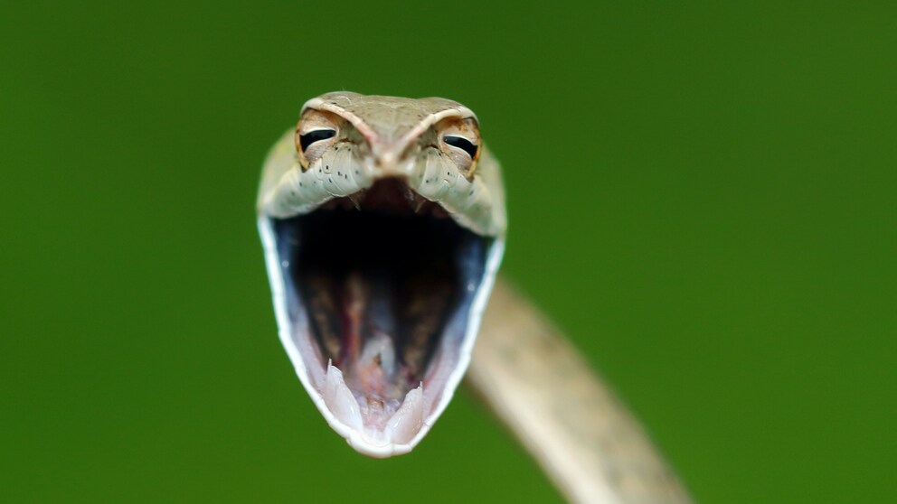 The Comedy Wildlife Photography Awards 2021