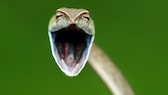 The Comedy Wildlife Photography Awards 2021