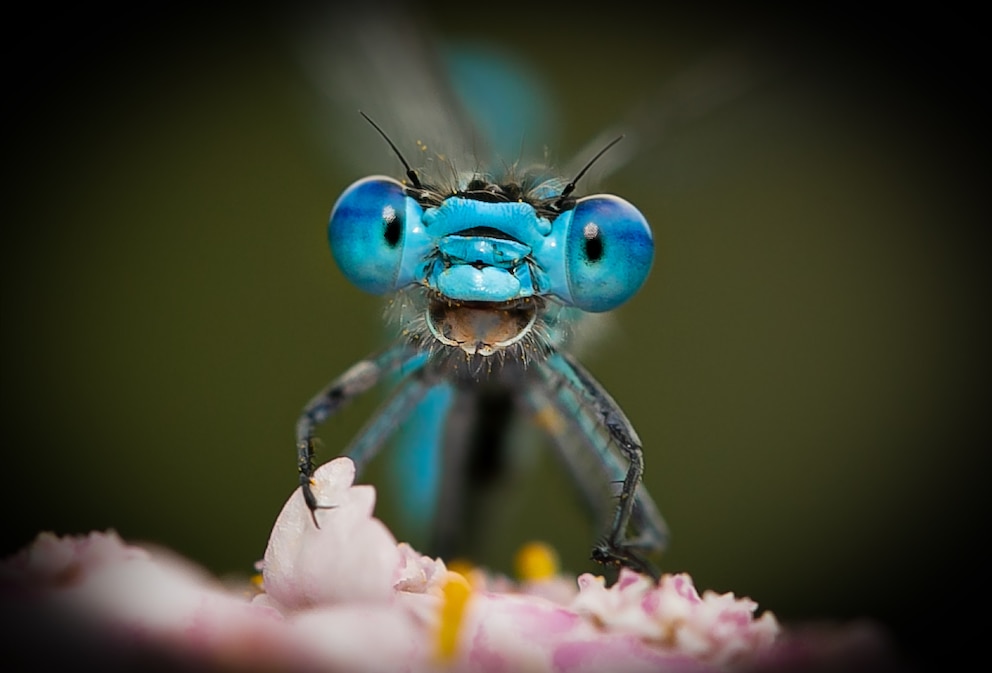 The Comedy Wildlife Photography Awards 2021