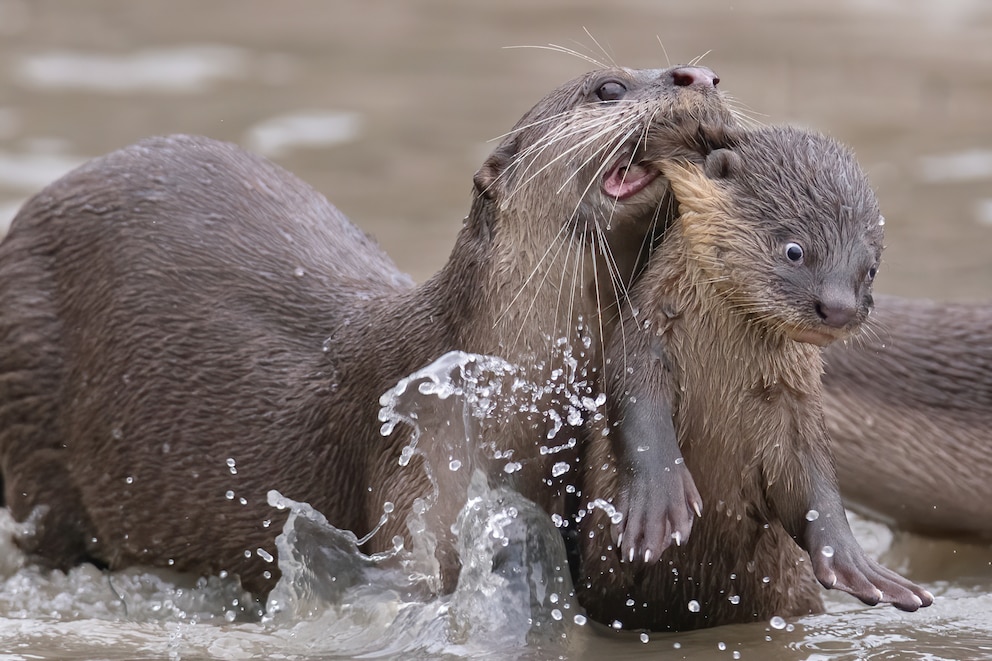 The Comedy Wildlife Photography Awards 2021