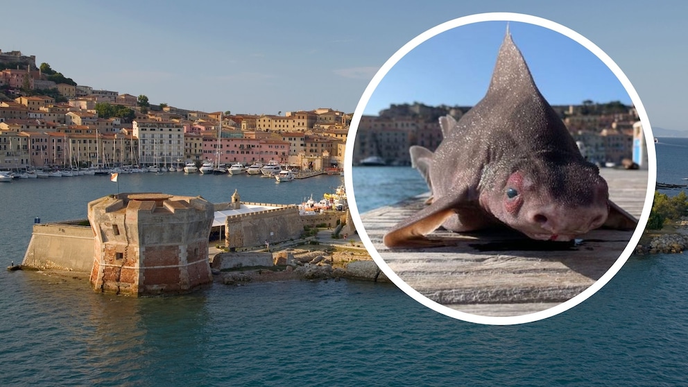 Gefleckte Meersau in Porteferraio auf der Insel Elba