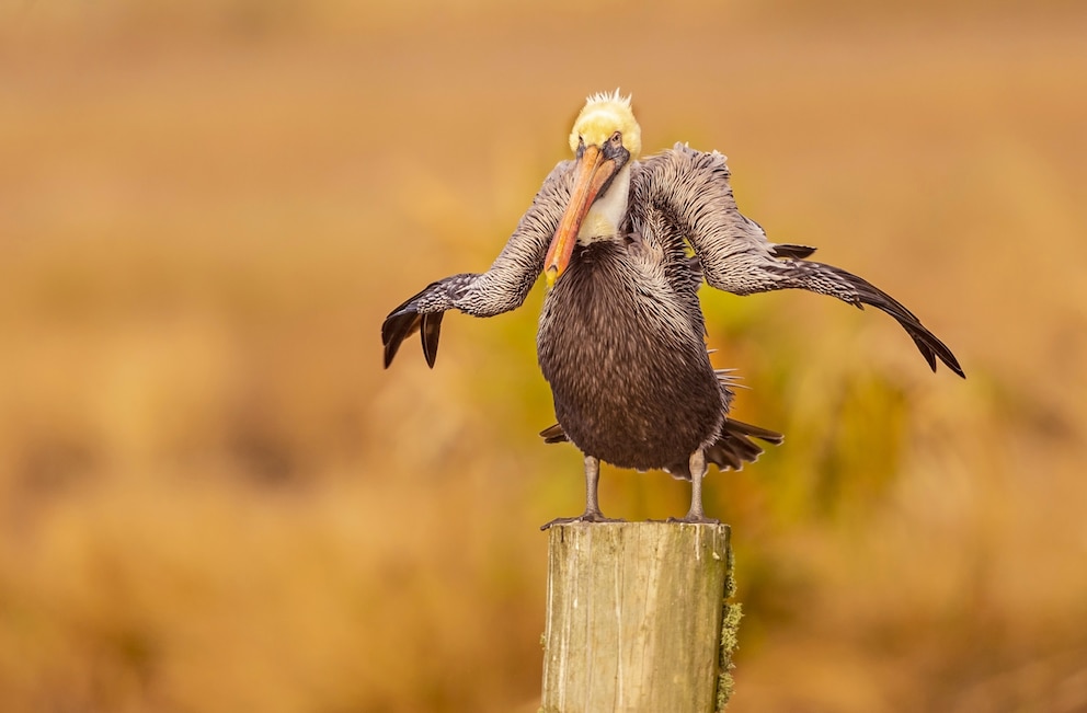 The Comedy Wildlife Photography Awards 2021