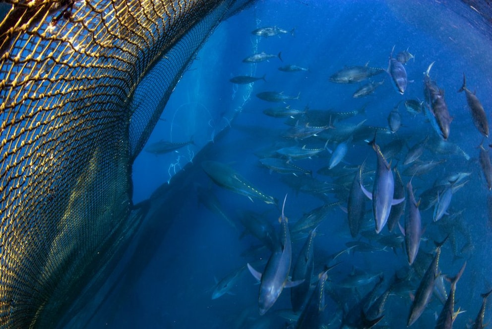 Bluefin Tuna