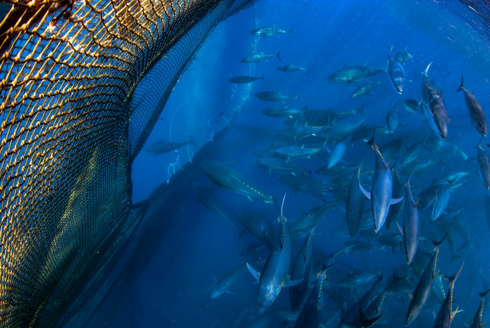 Blauflossen-Thunfische