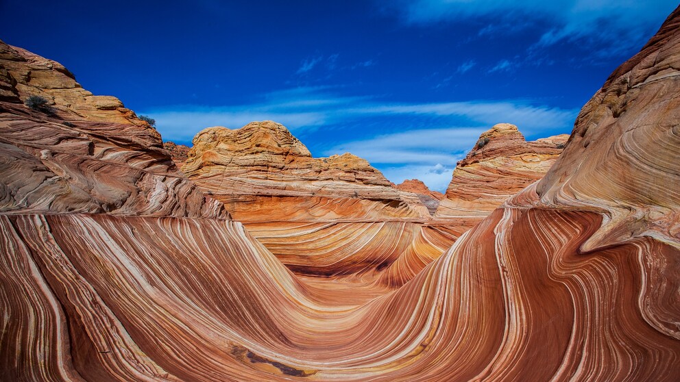 The Wave