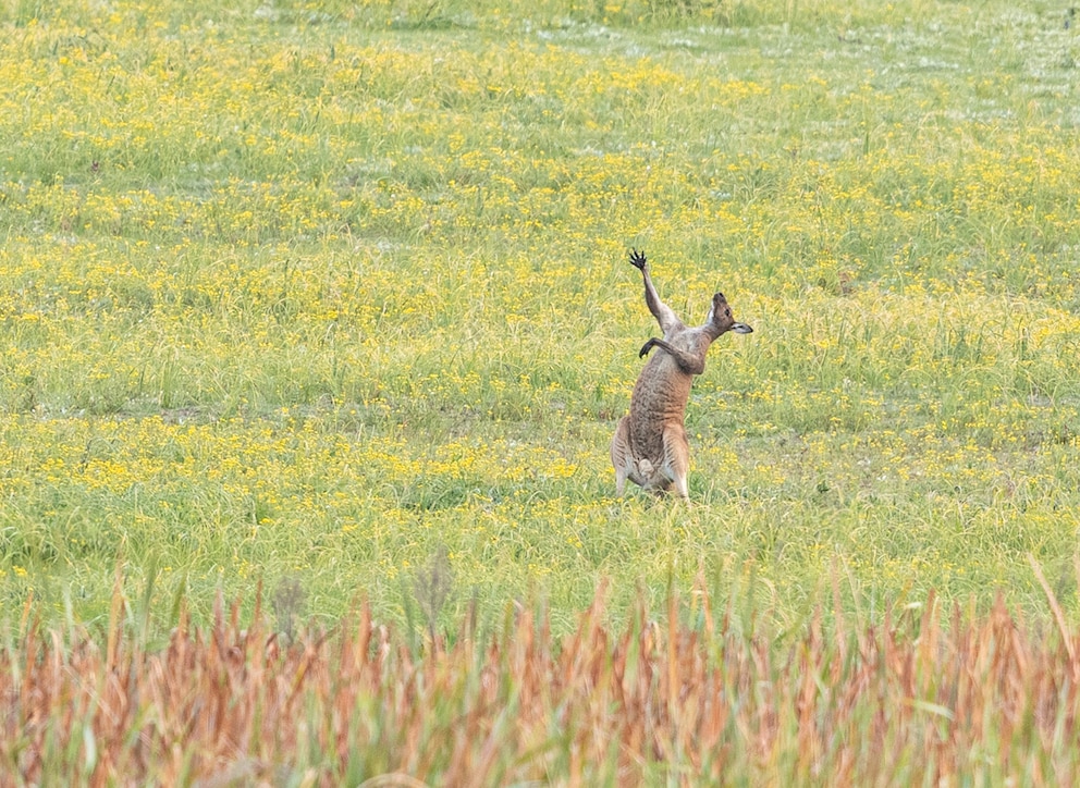 The Comedy Wildlife Photography Awards 2021