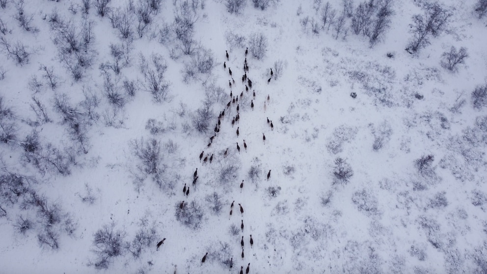 Rentiere sind fester Bestandteil im Leben der Sámi 