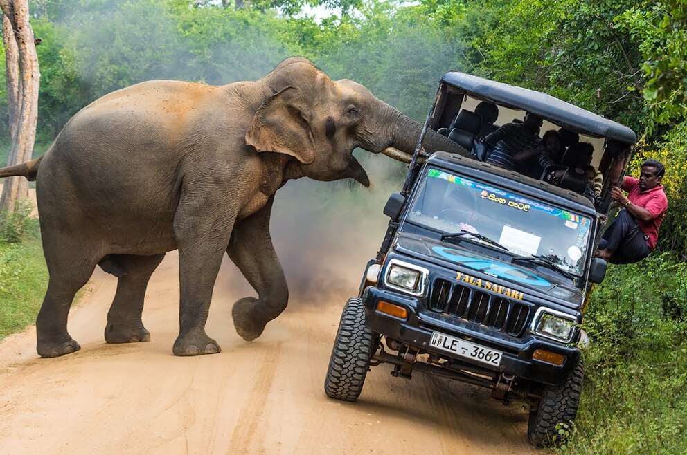 Elefant im Yala National Park auf Sri Lanka greift Jeep an