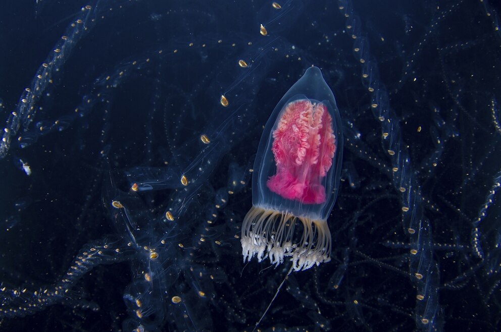 Der dritte Platz geht an Domenico Tripodi für sein Foto mit dem Titel „Aliens“ 