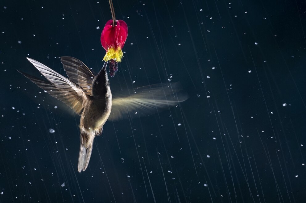 Auf dem dritten Platz: „Flying in The Rain“ („Fliegen im Regen“) von Nicolas Reusens Bodén.