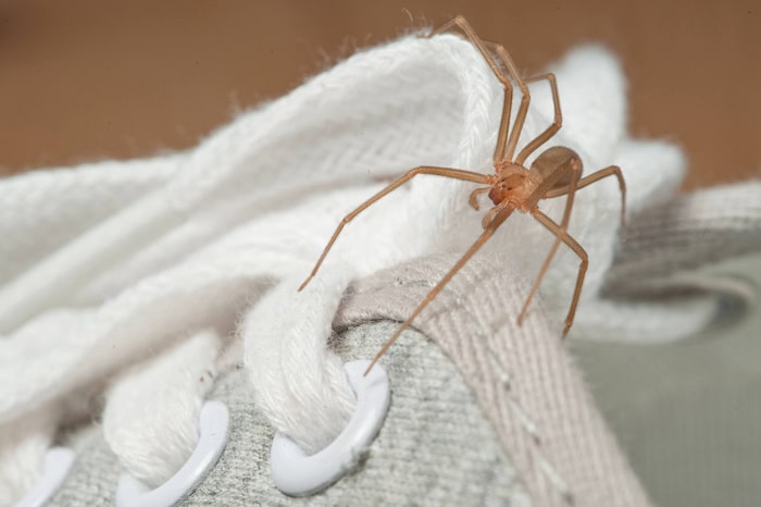 most venomous spiders in the world