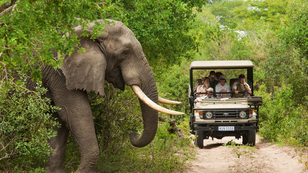 Ein unvergessliches Erlebnis: ein echter Elefant kreuzt Ihren Weg bei einer Big Five Safari in Südafrika.