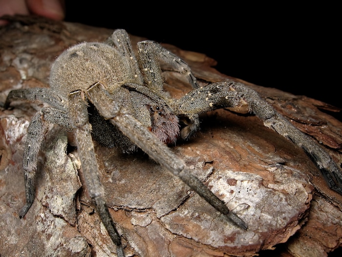 most venomous spiders in the world