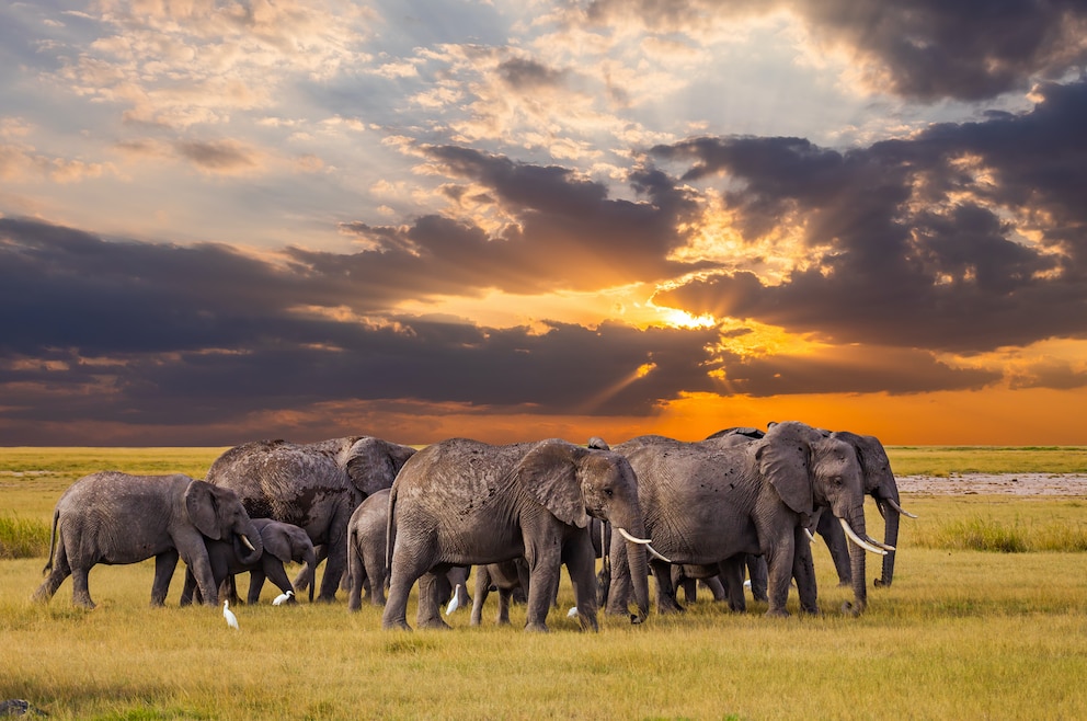 Elefanten Serengeti
