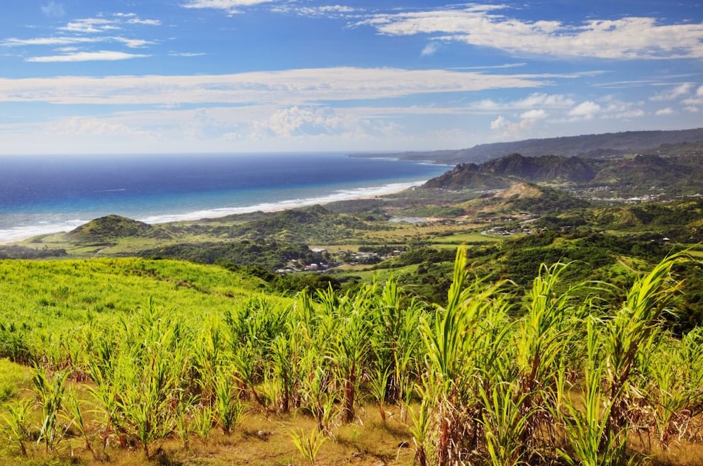 Sugarcane Barbados