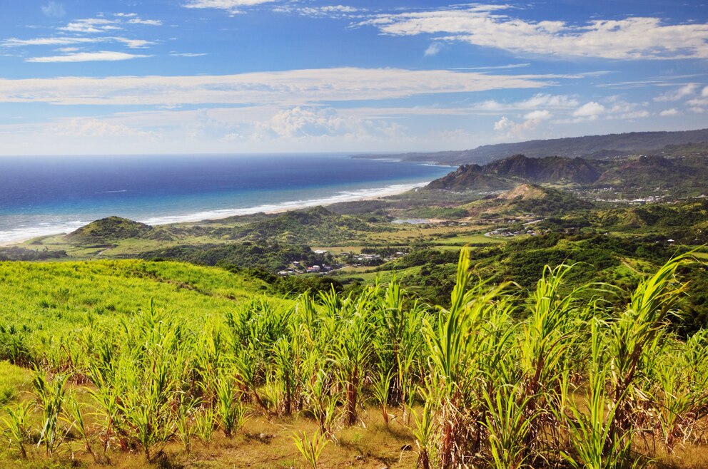 Zuckerrohr Barbados