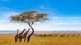 Serengeti