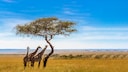 Serengeti