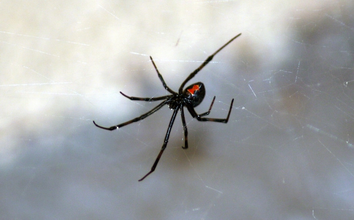 most venomous spiders in the world