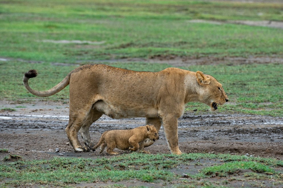 Löwe Serengeti