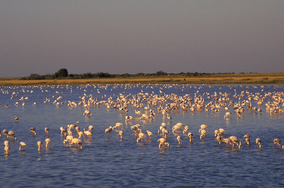 Flamingos Etosha-Pfanne