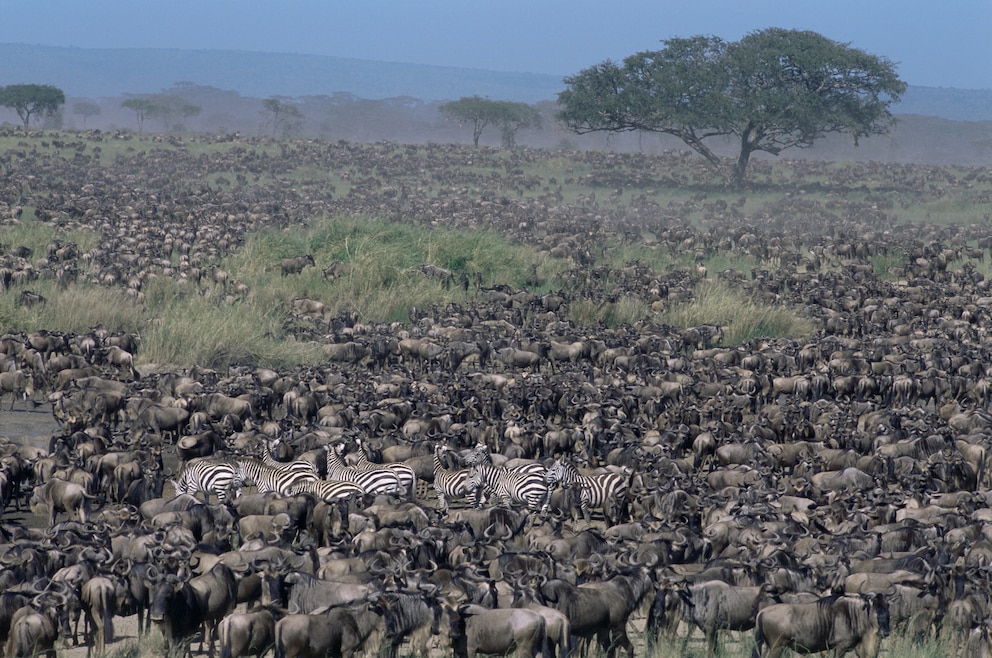 Tierwanderung Serengeti
