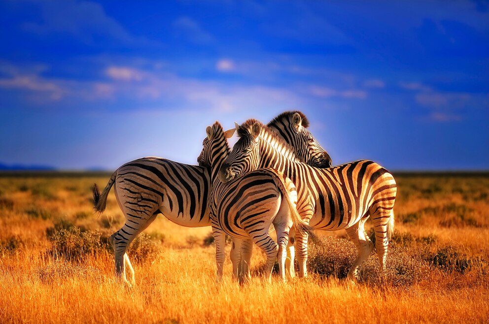 Zebras im Etosha-Nationalpark