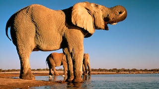 Etosha-Nationalpark
