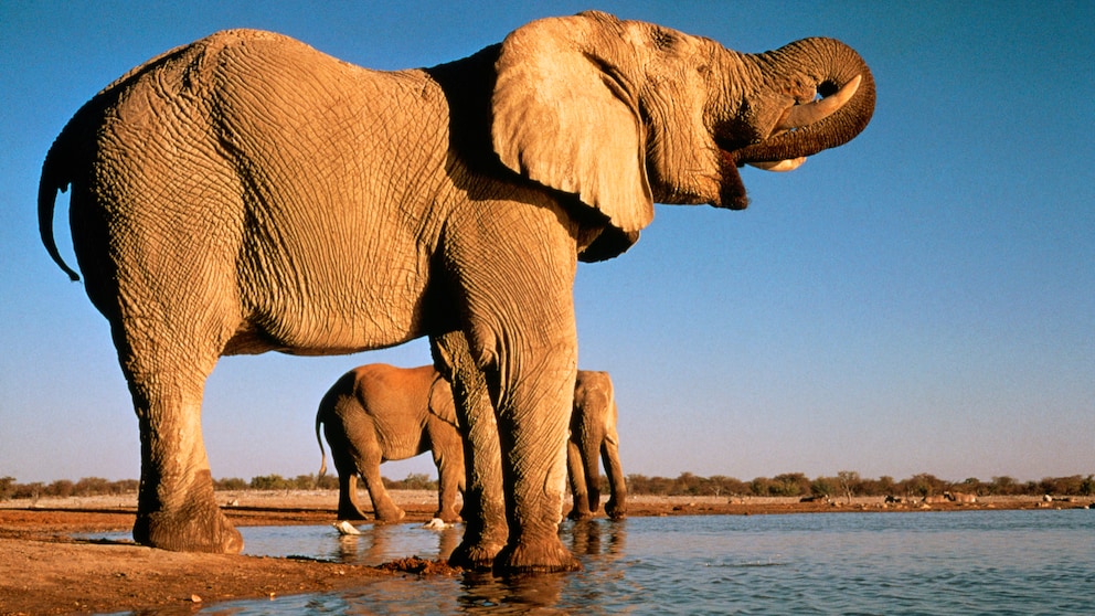 Etosha-Nationalpark