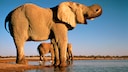 Etosha-Nationalpark